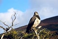 Patagonian classic: bird, tree, hill. Chile