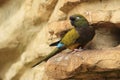 Patagonian conure Royalty Free Stock Photo