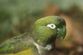 Patagonian conure Royalty Free Stock Photo