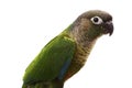 Patagonian Conure Royalty Free Stock Photo