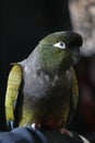 Patagonian conure parrot looking at camera Royalty Free Stock Photo