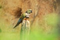 Patagonian conure Royalty Free Stock Photo