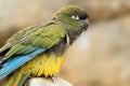 Patagonian conure Royalty Free Stock Photo