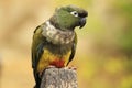 Patagonian conure Royalty Free Stock Photo
