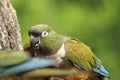 Patagonian conure