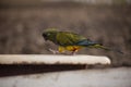 Patagonian conure walking