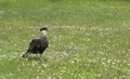 Patagonian falcon in the ground. Carancho Royalty Free Stock Photo