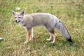 Patagonian fox