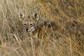 Patagonian Fox resting down the bush Royalty Free Stock Photo