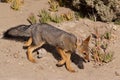 Patagonian Gray Fox