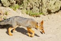 Patagonian Gray Fox