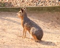 Patagonian hare Royalty Free Stock Photo