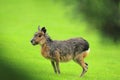 Patagonian hare Royalty Free Stock Photo