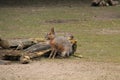 Patagonian Hare Mara Animal.