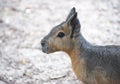 Patagonian Hare (Mara)