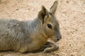 Patagonian Hare Portrait