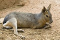 Patagonian Hare Portrait