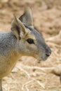 Patagonian Hare Portrait Royalty Free Stock Photo