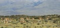 Patagonian landscape with guanacos. Chile. South america