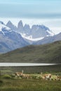 Patagonian landscape. Torres del Paine peaks