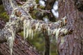 Patagonian lichen Usnea, Old Man Beard, hanging from the branches of the Nothofagus trees in magical austral forest in Tierra del