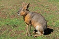 Patagonian mara Royalty Free Stock Photo