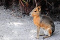 Patagonian Mara Royalty Free Stock Photo