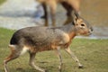 Patagonian mara Royalty Free Stock Photo