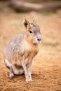 Patagonian Mara