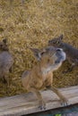 Patagonian mara is a beautiful animal Royalty Free Stock Photo