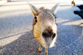 Curious Patagonian Mara at the Zoo. A curious animal. Royalty Free Stock Photo