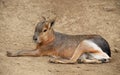 Patagonian mara