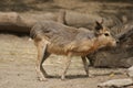 Patagonian Mara - Dolichotis patagonum