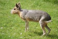 Patagonian Mara - Dolichotis patagonum