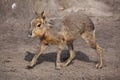 Patagonian mara (Dolichotis patagonum).