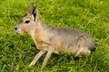 Patagonian Mara Dolichotis patagonum. Hare rabbit.