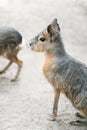 Patagonian mara Dolichotis patagonum, large rodent in the mara.  Patagonian cavy, Patagonian hare or dillaby. These relatives of Royalty Free Stock Photo