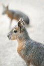 Patagonian mara Dolichotis patagonum, large rodent in the mara.  Patagonian cavy, Patagonian hare or dillaby. These relatives of Royalty Free Stock Photo