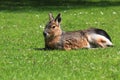 Patagonian mara