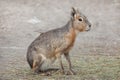 Patagonian mara Dolichotis patagonum