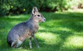 Patagonian mara Dolichotis patagonum