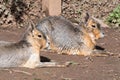 Patagonian mara dolichotis patagonum