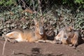 Patagonian mara dolichotis patagonum