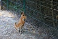 The Patagonian mara Dolichotis patagonum is a relatively large rodent in the mara genus Dolichotis