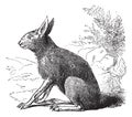 Patagonian Mara or Dolichotis patagonum, rodent, vintage engraving