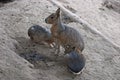 Patagonian Mara (Dolichotis patagonum) Royalty Free Stock Photo