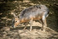 Patagonian Mara foraging on a sandy ground.