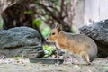 A Patagonian Mara with its water dish, at a zoo Royalty Free Stock Photo