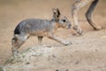 Patagonian mara juvenile