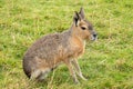 Patagonian Mara,large rodent Royalty Free Stock Photo